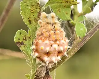 C. akermani