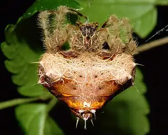 C. debeeri