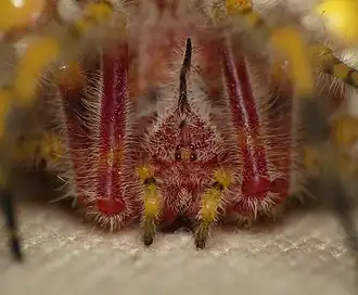 C. longipes