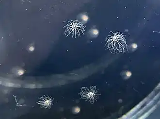 Cladonema pacificum
