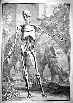 Jan Wandelaar: A human skeleton with rhinoceros Clara