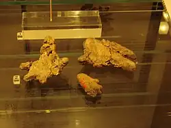 Clay bear-paw artifacts from Åland.