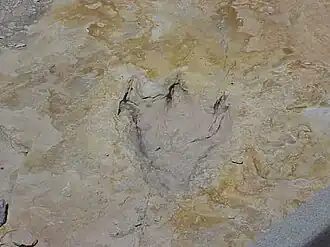 Footprint