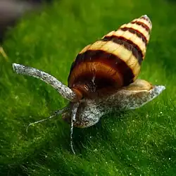 A diagonal view of the snail Anentome helena on a moss bed.