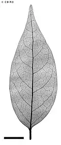 X-ray of leaf