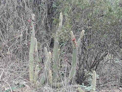 Habitat in La Rioja, La Rioja Province, Argentina