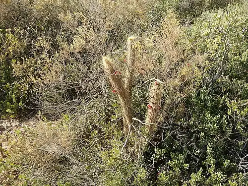 Habitat in San José de Las Salinas, Córdoba Province, Argentina