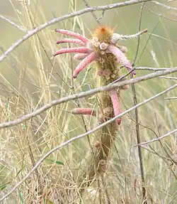 Plant blooming in habitat in Sehuenca, Bolivia