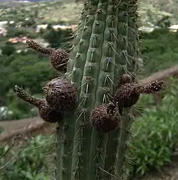 Plant fruiting in habitat in Villa de Yotala, Bolivia