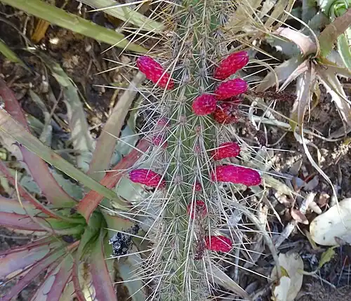 Plant blooming in habitat in Mataral, Bolivia