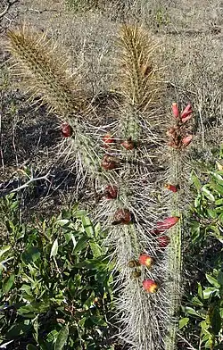 Plant growing in Samaipata, Bolivia