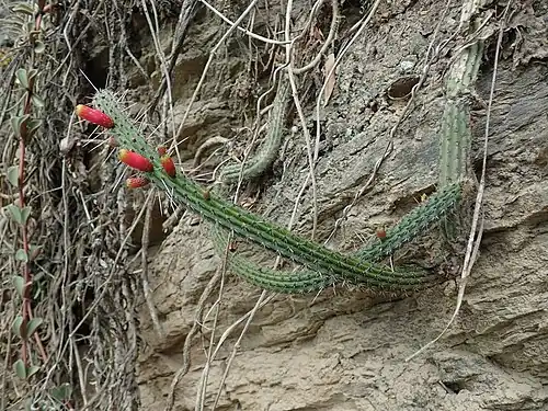 Habitat in Bolivia