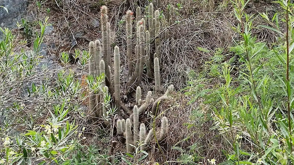Plant growing in El Alisal, Salta Province, Argentina