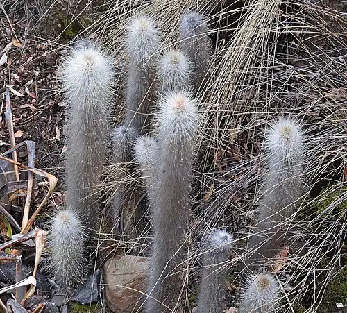 Habitat in Caspalá, Jujuy, Argentina