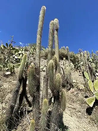 Habitat in La Paz, Bolivia