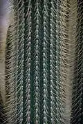 Spines