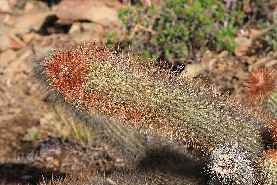 Habitat in Cieneguillas, Bolivia