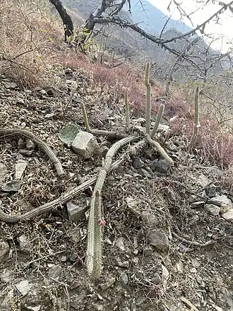 Habitat near Caserio Santa Rosa, Peru