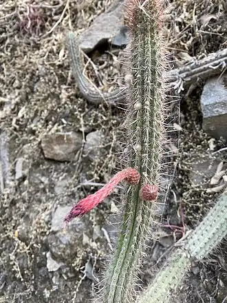 Plant blooming in habitat