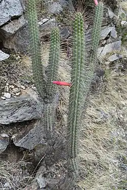 Plant growth habit in habitat