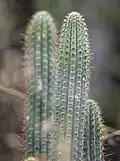 Top and spines