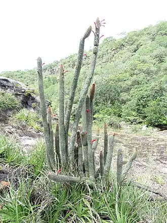 Habitat in Roboré, Bolivia
