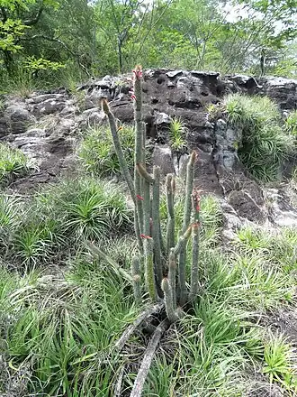Habitat in Roboré, Bolivia