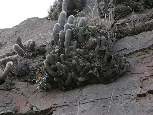 Habitat in Junacas, Bolivia