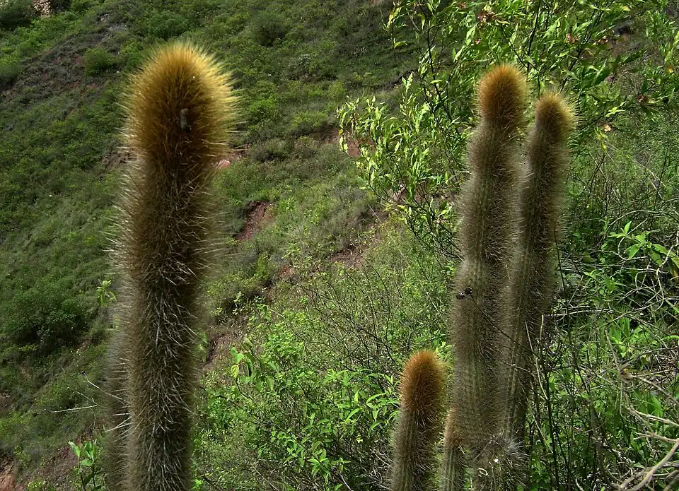 Habitat in Sorata, Bolivia