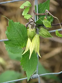 Synonym C. k. var. carunculosa, also synonym C. chiisanensis, with yellow flowers