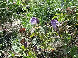 Some seedheads