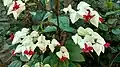 Bleeding heart at Wayanad, Kerala
