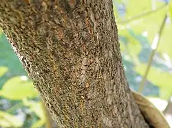 Bark