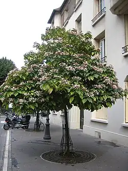 This Clerodendrum trichotomum plant has been shaped into a tree.
