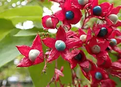 Berries in various states of maturation