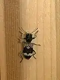 Clerus mutillarius (Clerinae)