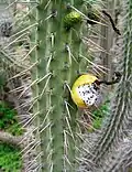 Fruit