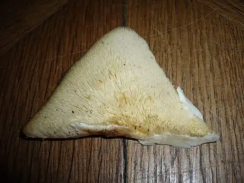 Underside of cap