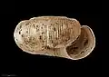 Side view of holotype