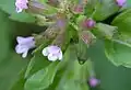 Flower close up