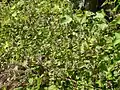 Habit