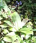 Fruiting plant with ripe fruit (Kiso Mountains, Japan, 23&nbsp;September)