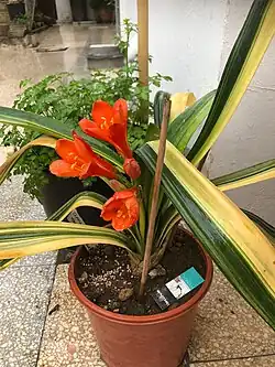 Clivia 'Variegata'