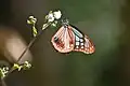 Chestnut tiger, genus Parantica