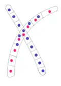Image 39Typical mating fusion of two compatible monokaryons in Basidiomycota (from Mating in fungi)