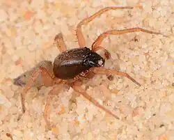 male C. citricolor