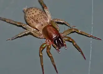 C. huttoni