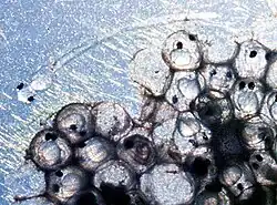 Atlantic herring eggs, with a newly hatched larva