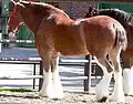 A horse with "high white," including stockings on all four legs