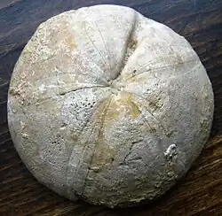 Clypeus ploti gives its name to the Clypeus Grit of Western England, part of the Oolite.[64]